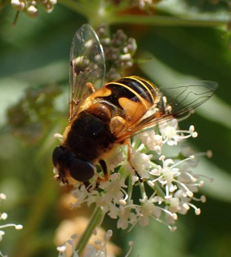 Réf. 212 917 : Eristalis horticola